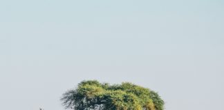 Europas schwierige Strategie für Afrika @Harshil Gudka on Unsplash