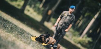 ÖBH reports on corona detection dog training