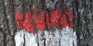 GeoTalk #23: Is Austria a free rider?