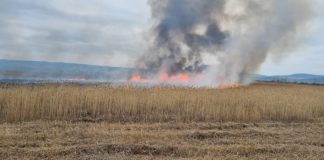 Burgenland: ÖBH hilft bei Schilfbrand-Bekämpfung @FF Winden am See