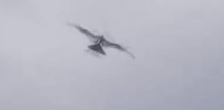 China develops new, bird-like drone