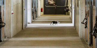 The fighter company of the Austrian Armed Forces