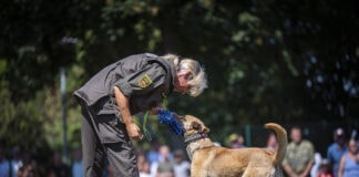 Bundesheer: 60 Jahre Militärhundezentrum Rottweiler im Militärhundezentrum Kaisersteinbruch - ©Bundesheer/Kulec