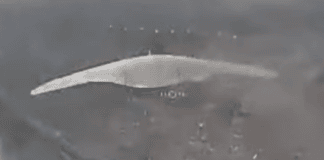 Der Drohnen-Luftkampf ist gelebte Realität Abfangdrohne im Einsatz – ©Archiv