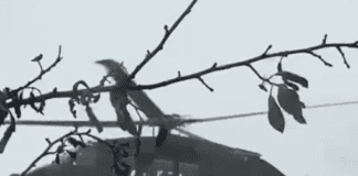 Federal Army Black Hawk continues to help in Markersdorf