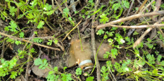 Finnland will Verbot von Antipersonenminen aufgeben PFM-1-Antipersonenmine – ©Archiv