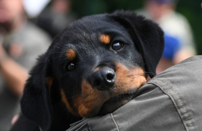 Milit&auml;rhundetaufe in Kaisersteinbruch &ndash; &copy;Patrick Huber