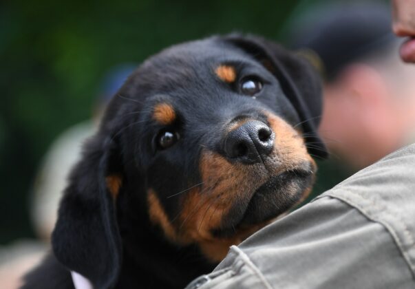Milit&auml;rhundetaufe in Kaisersteinbruch &ndash; &copy;Patrick Huber