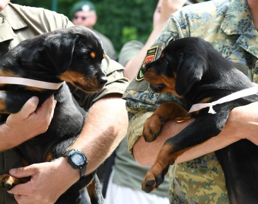 Milit&auml;rhundetaufe in Kaisersteinbruch &ndash; &copy;Patrick Huber