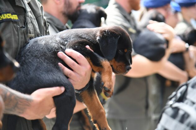 Milit&auml;rhundetaufe in Kaisersteinbruch &ndash; &copy;Patrick Huber