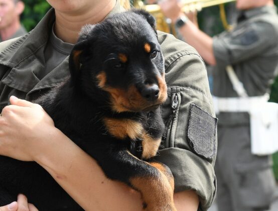 Milit&auml;rhundetaufe in Kaisersteinbruch &ndash; &copy;Patrick Huber