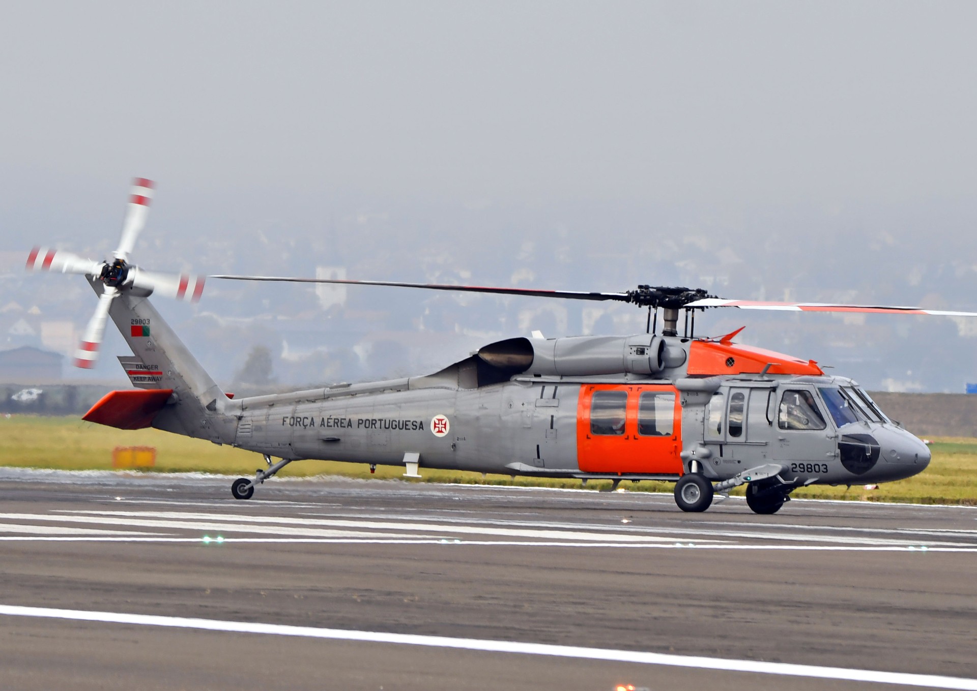 Portugiesischer Black Hawk – ©Alexander Schlacher Portugiesischer Black Hawk – ©Alexander Schlacher