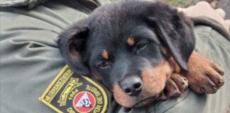 Baptism of eleven puppies in Kaisersteinbruch Puppy baptism at the Kaisersteinbruch Military Dog Center - ©Bundesheer/Friebe