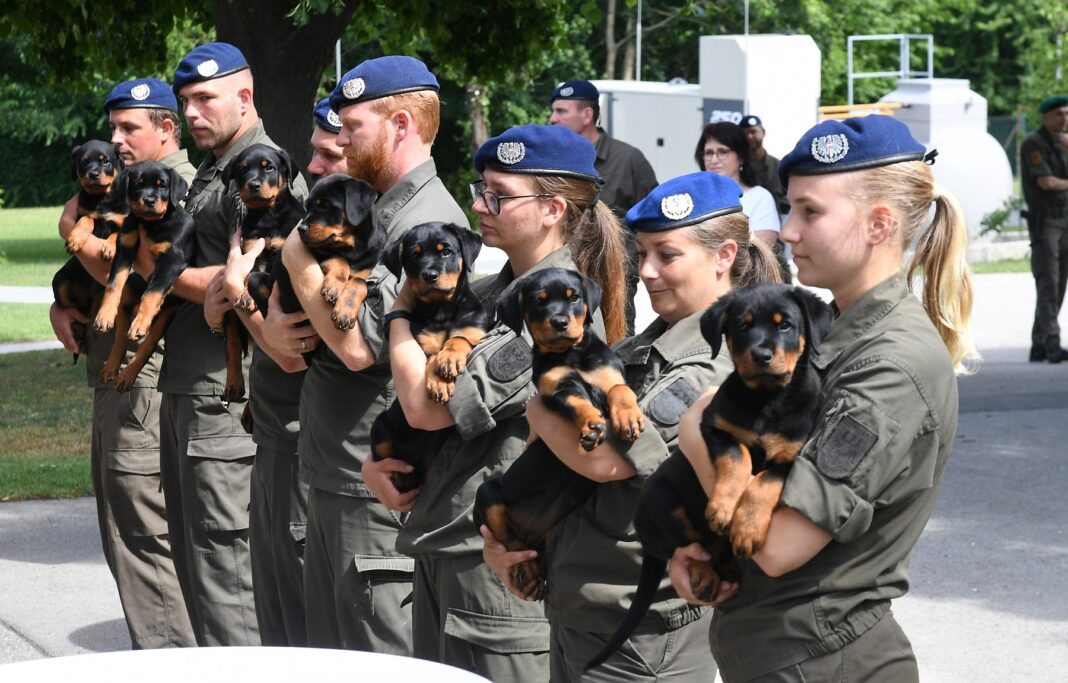 Soldier Rottweiler Austrian Armed Forces: Legal adjustment strengthens military dog system
